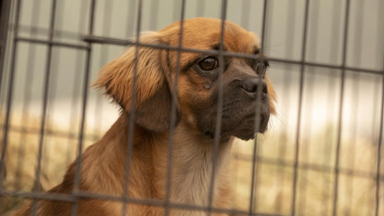 Michigan Male Karen Calls Police on Neighbor, Falsely Accuses Her of Dog Theft