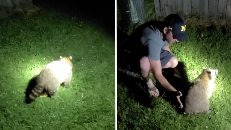 Michigan Man Slaps Wild Raccoon, Saves It From Choking on Cheese: ‘Life Is So Weird’ Michigan man saves raccoon from choking