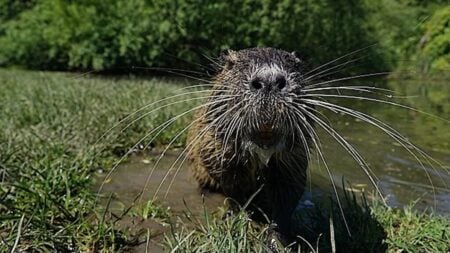 U.S. Government Officials Are Urging You To Eat This Furry Animal, Unless You Live In California ‘Eat Me … I’m Delicious!”