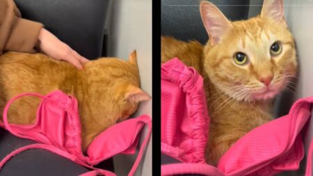 Tennessee cat bikini emotional support