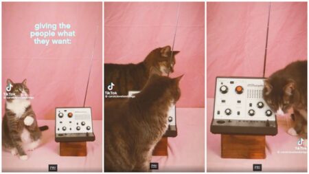 Philadelphia cats playing the theremin
