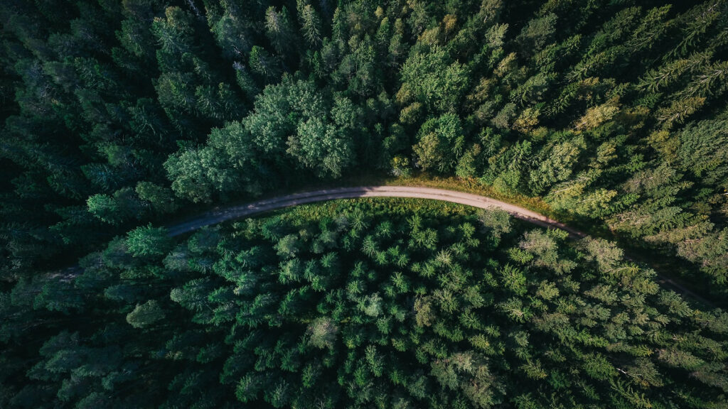 Washington Forests on the Chopping Block: Trump Opens Logging Floodgates: ‘This Will Not Go Well'