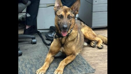 Wadesboro Police Shoot and Kill K-9 Officer Blitz