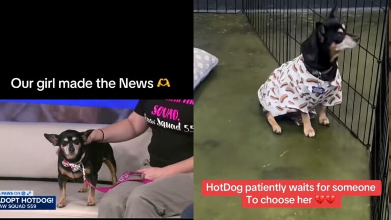 A picture of the California dog.