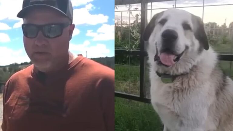 Arizona Toddler Led to Safety by Rancher’s Dog After Walking 7 Miles Alone: ‘The Goodest of Good Boys’ A picture of the dog who saved the Arizona toddler along with his owner.