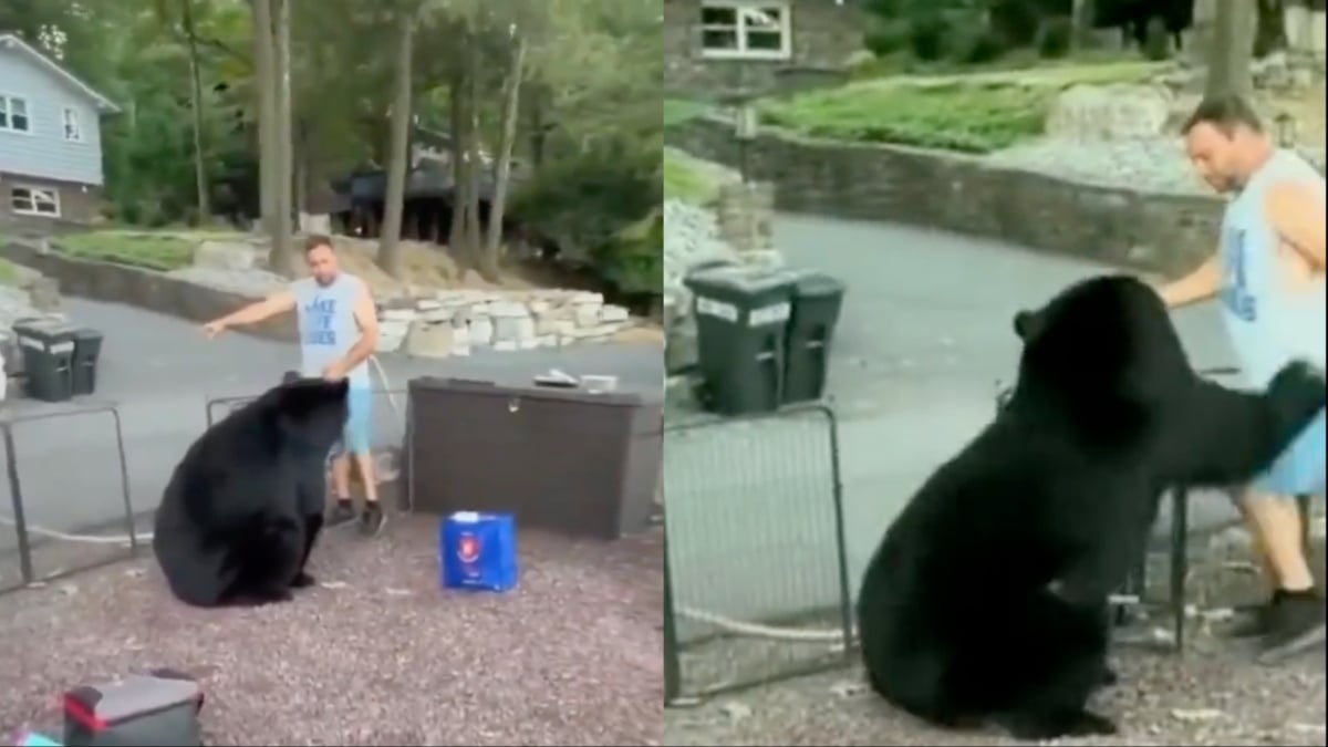 California Man Politely Kicks Bear Out of Backyard Party in Hair-Raising Clip: “That Was Close!”