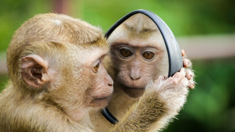 Missouri foster mom trades child for monkey