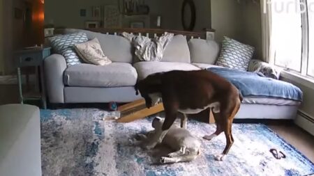 Connecticut Boxer Dog Saves French Bulldog