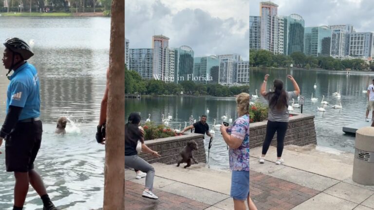 Playful Dog Evading Capture From Its Owners at Lake Eola Has People Crying With Laughter: ‘100 Men vs. 1 Dog’ Playful dog runs away from owners at Lake Eola Park in Florida