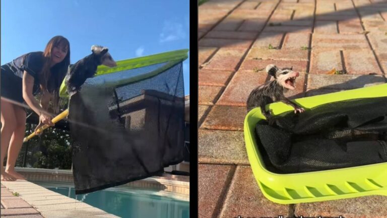 Florida Influencer is Slowly Becoming a Disney Princess: ‘The Baby Voice and His Angry Face Is Killing Me 😂😂’ Florida Influencer Rescue opossum