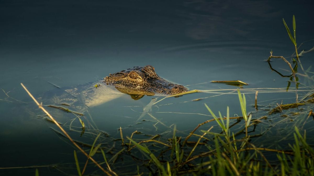 Florida Woman’s Death by 11-Foot Alligator While Canoeing in Lake Kissimmee Sparks Outrage: ‘No Sympathy at All, We Are in Their Habitat’