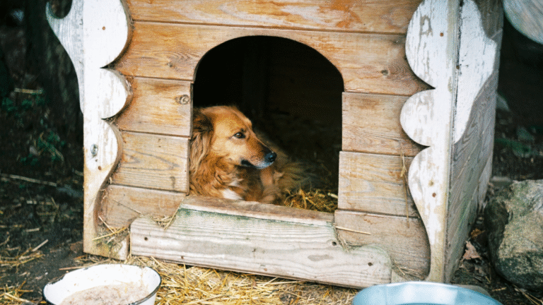 Georgia Kennel Lets Family Dog Die of Food Poisoning After ‘Very, Very Clear’ Symptoms: ‘This Was Something That They Would Have Seen’ Georgia Kennel Lets Family Dog Die of Food Poisoning