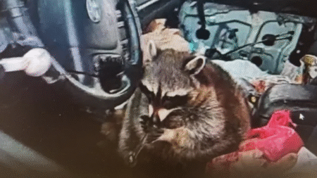 Springfield Township Police Department Ohio Raccoon