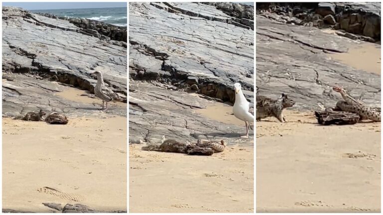 Squirrel eating a snake on Orange County beach
