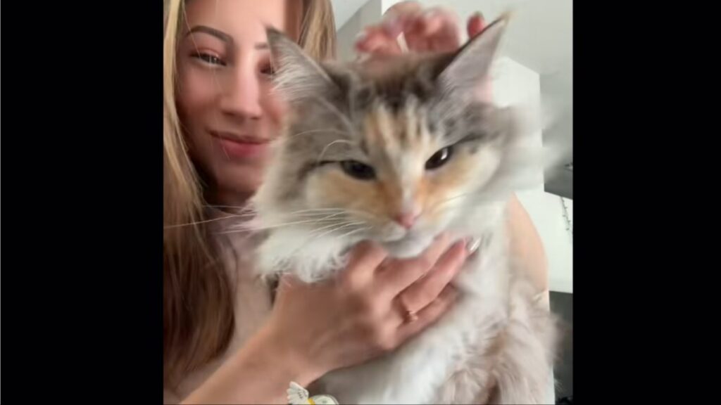 Colorado Woman Turns Cat Into Internet Superstar With $5,000 ‘Real Gold Grills’: ‘This Is Not Normal’ Colorado cat with a gold tooth