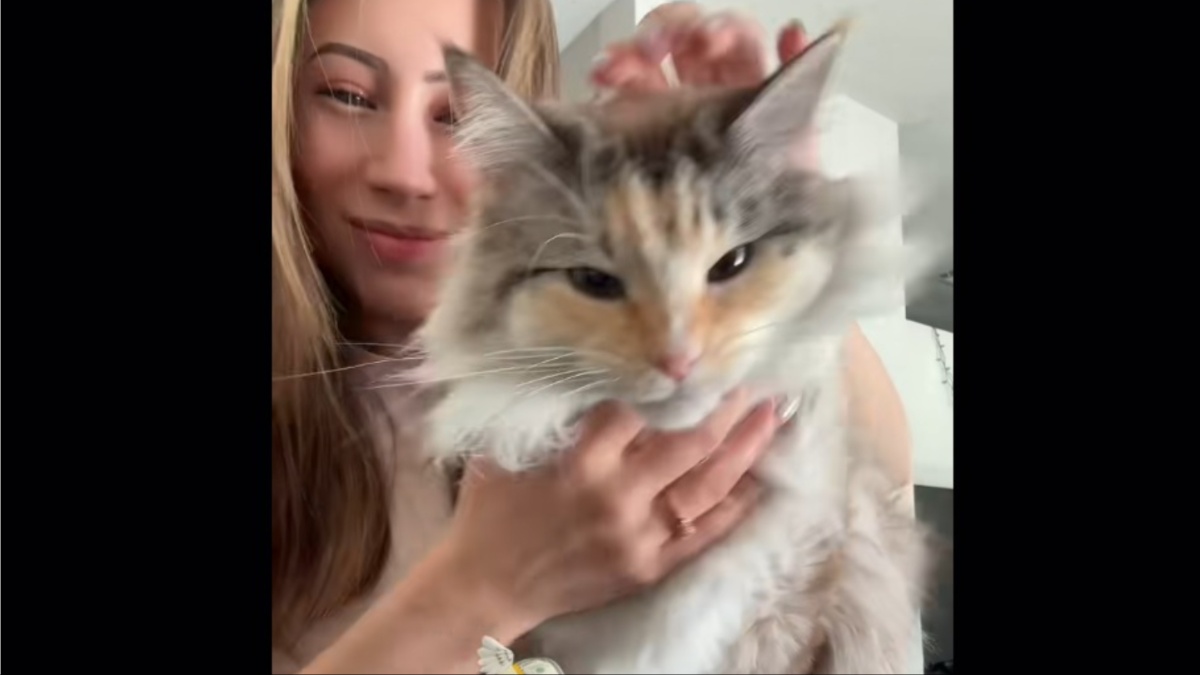 Colorado Woman Turns Cat Into Internet Superstar With $5,000 ‘Real Gold Grills’: ‘This Is Not Normal’