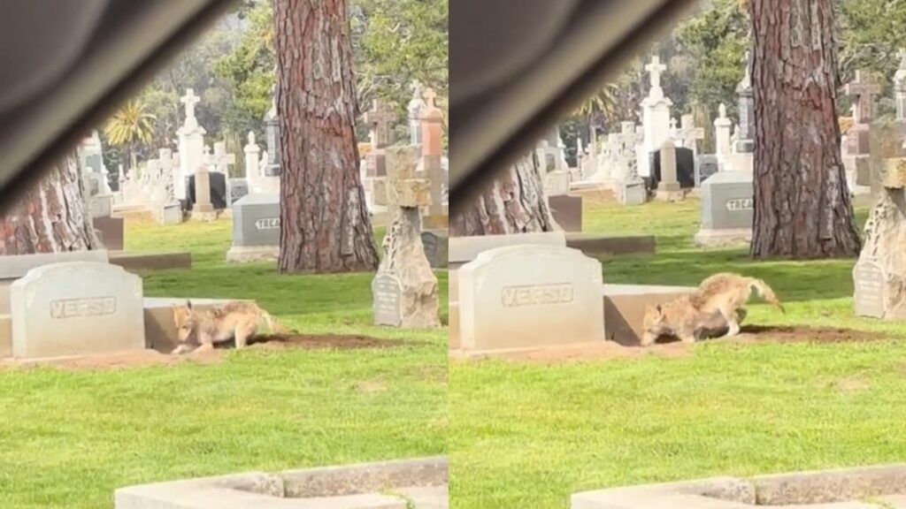 California Coyote Caught Digging Up Grave in Chilling Cemetery Encounter: ‘It’s Making a Den!’ A picture of the California coyote.