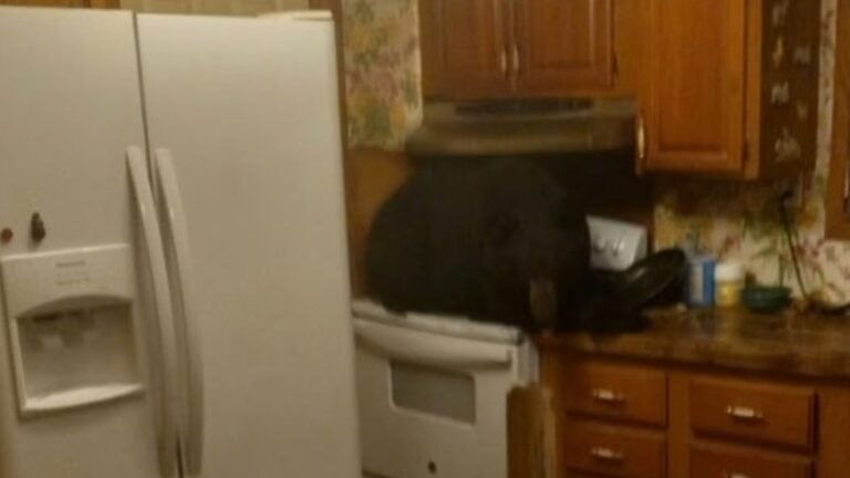Black bear on a stove