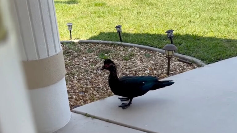 Aggressive Bird Injures Florida Resident in Neighborhood Mayhem: ‘I Was Bleeding’