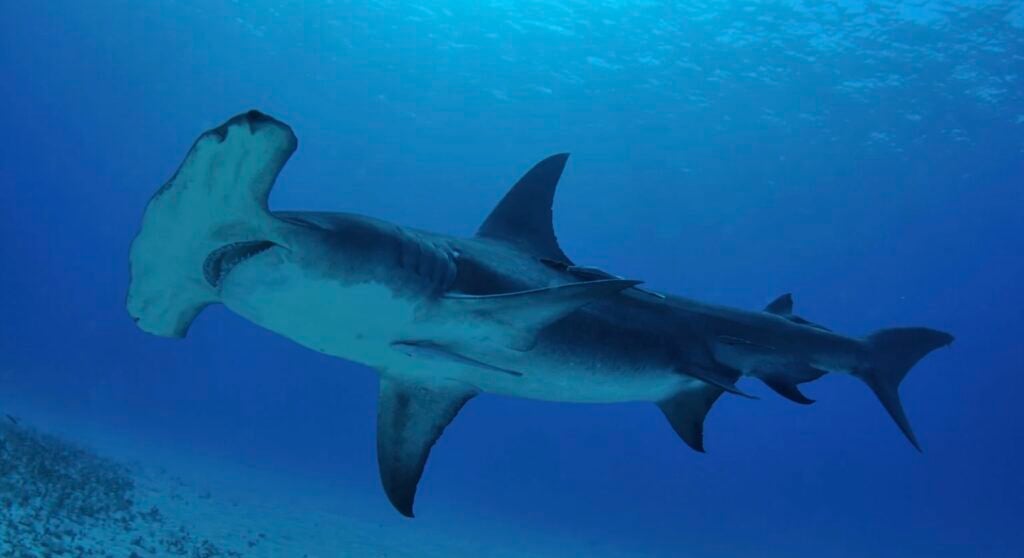 Hammerhead shark in ocean