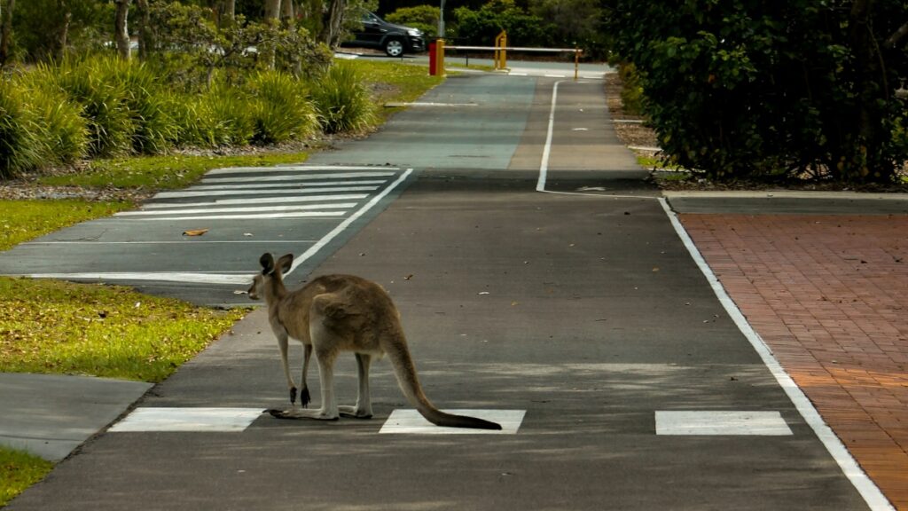 Alabama Kangaroo Causes Road Accident & Shuts Down Highway After Daring Escape: ‘This is Normal in Australia’ Kangaroo in Alabama