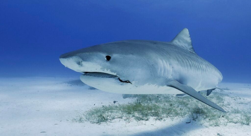 Shark in the ocean