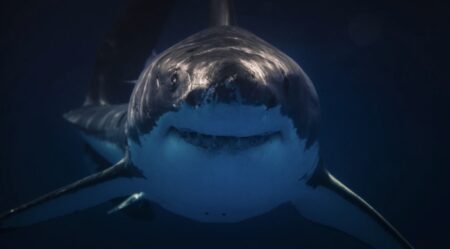 Giant shark in ocean