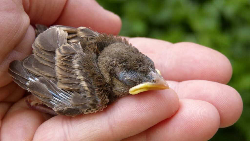 12,000 Baby Birds Discovered in Abandoned Delaware Postal Truck with No Food & Water: ‘This is Brutal’ Delaware truck full of baby birds and chicks