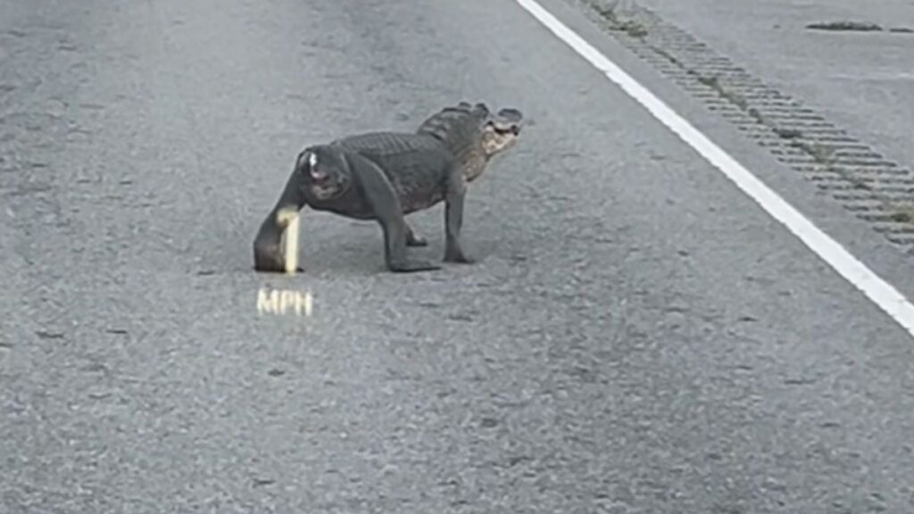 ‘Half An Alligator’ Mistaken For ‘A Big Dog’ Seen Roaming The Streets Of Louisiana Tailless aligator