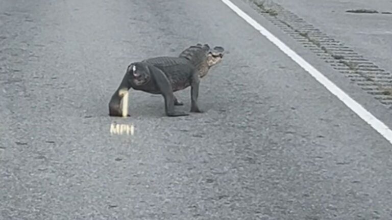 ‘Half An Alligator’ Mistaken For ‘A Big Dog’ Seen Roaming The Streets Of Louisiana Tailless aligator