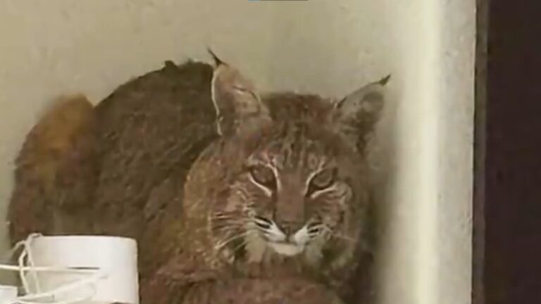 wild bobcat in colorado