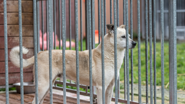 Abusive Arizona Dog Sitter Breeds Owner’s Dog Without Permission and Refuses To Give It Back: ‘It Made Me Absolutely Sick’ Abusive Arizona Dog Sitter Breeds Owner’s Dog Without Permission and Refuses To Give It Back