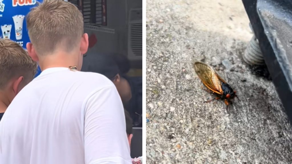 Kings Island Cicada Season