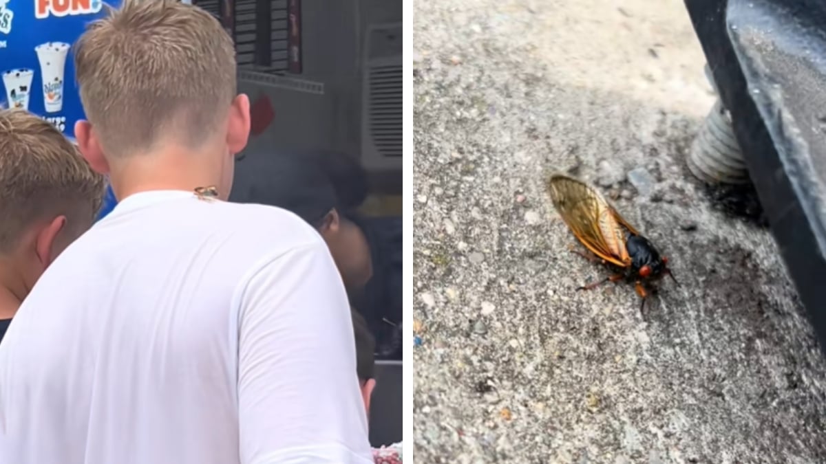 Kings Island Is Suffering From the Worst Cicada Infestation Ever, ‘We Are All Struggling Together’