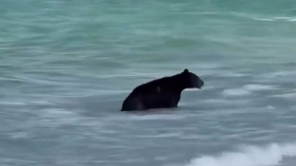 Naples Beach Gets Invaded by a New and Unlikely Furry Visitor, ‘Somebody Forgot To Draw Their Anti-Sea Bear Circle’ Naples Florida Bear