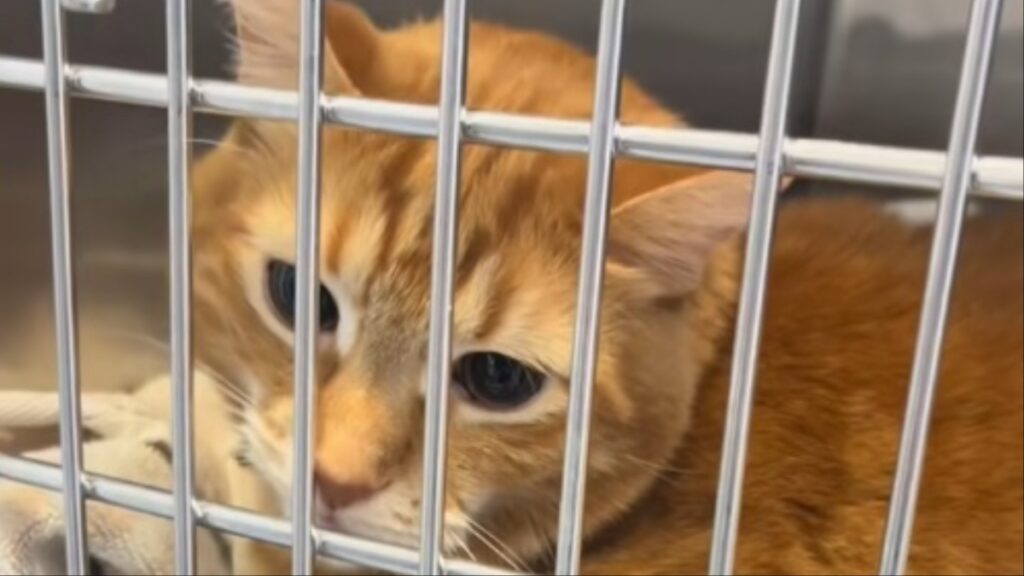 North Carolina Veterinarian Performs ‘Exorcism’ on ‘Spicy’ Cat: ‘Give Me Everything You’ve Got’ Cat at the vet