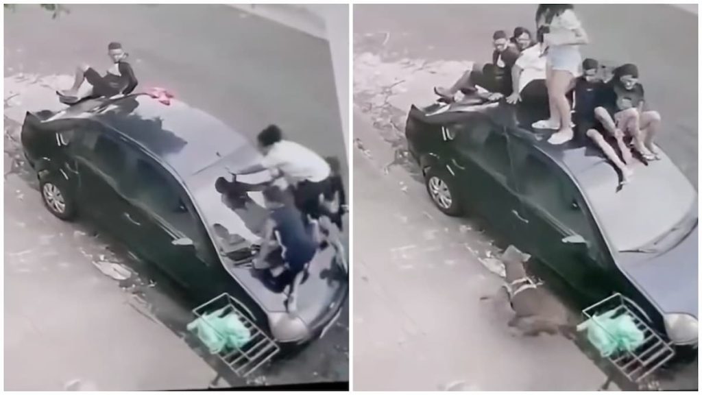 Six Terrified Youths Jump on Car to Escape Vicious Pitbull Attack in Vancouver: ‘What Happened to the Roof of My Car!?’ Six Terrified Youths Jump on Car to Escape Vicious Pitbull Attack in Vancouver