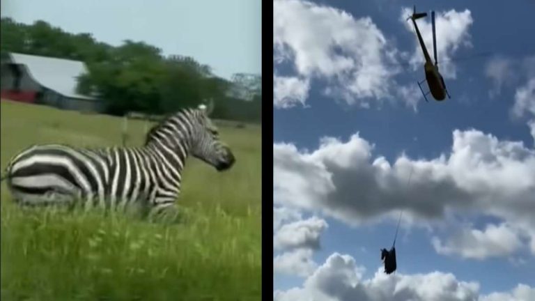 A Fugitive Zebra in Tennessee Is Finally Caught After One Week of Its Escape: ‘Shouldn’t Have Let Him Watch Madagascar’ Tennessee Zebra Capture