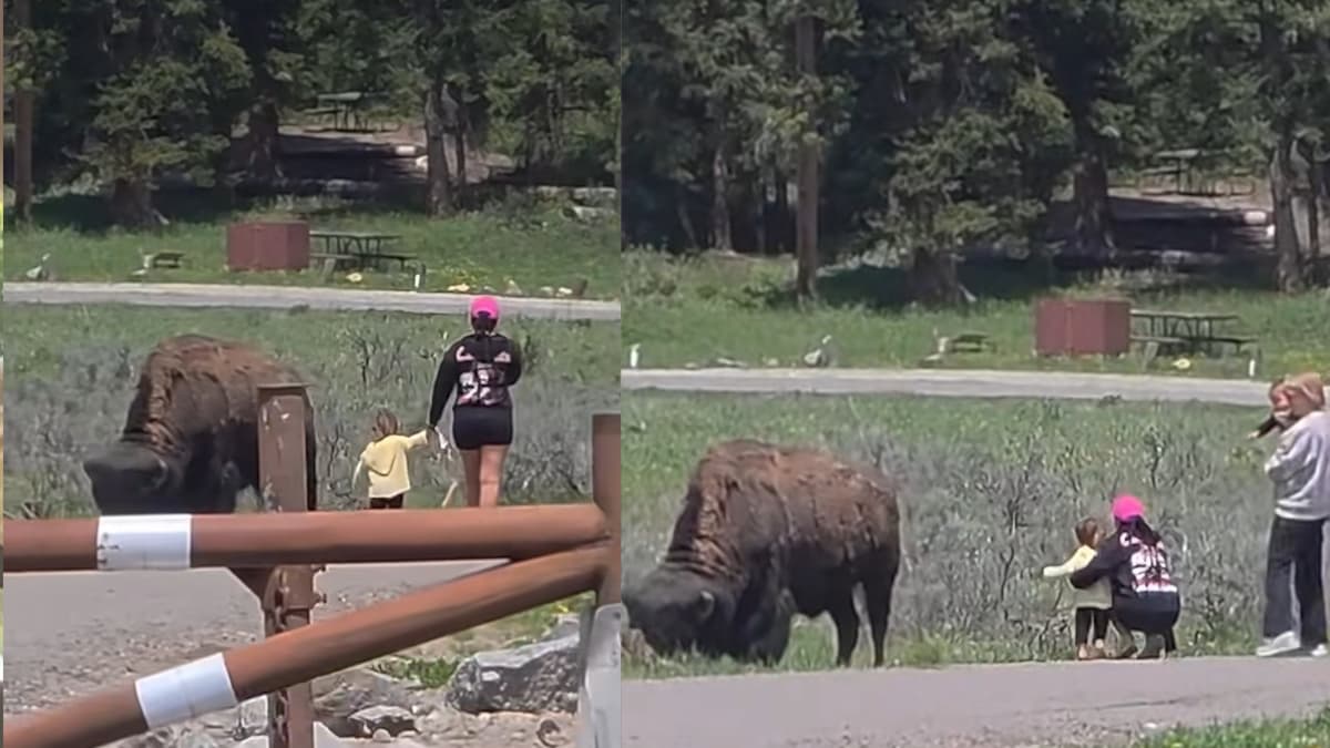 Reckless Tourists in Yellowstone Parade Kids Inches from Massive Bison like It Is a Petting Zoo: ‘This Should Go to CPS’
