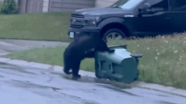 Bear trying to get in garbage