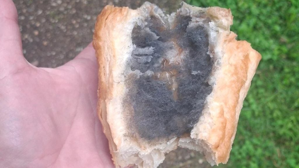 Moldy bread in baltimore