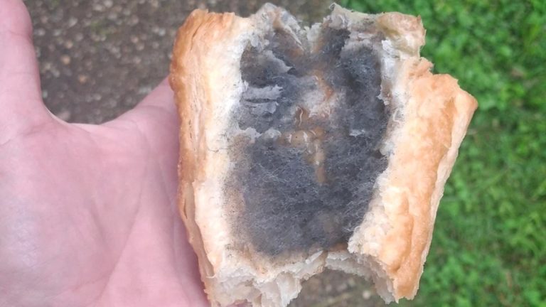 Moldy bread in baltimore