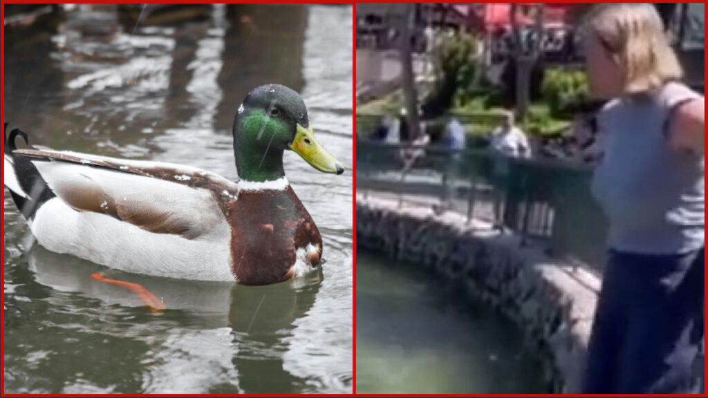 A No Fun Having California Karen Tries to Stop a Duck From Mating in a Bizarre Meltdown ‘She’s been smoking quack’