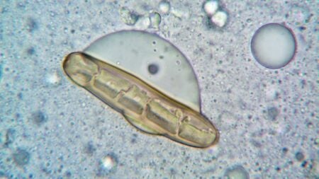 Alien Couple in Michigan Charged with Toxic Fungus Terrorism, Flees Back to China: ‘The Last of US’ Michigan fungus terrorism from China