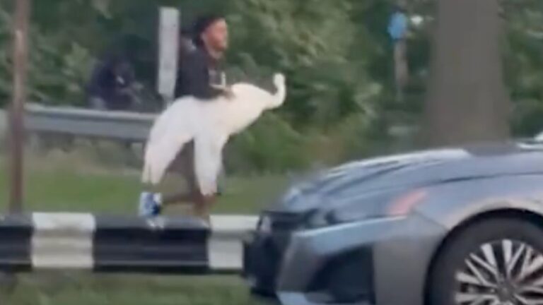 New York Swan Heist Goes Viral, But All Eyes Are on the Feathered Victim: ‘Please Tell Us The Swan Is Alive’ Man stealing a swan