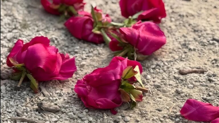 Michigan University Flower Garden Gets Vandalized in Support of Palestine: ‘Palestinian Lives Deserve to be Cared for. More Than These Flowers’ Michigan flowers palestine
