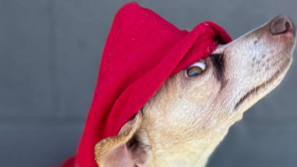 Introducing Raymond: The Adorable and Sweet Chihuahua Who Prefers Women ‘He’s so cute’