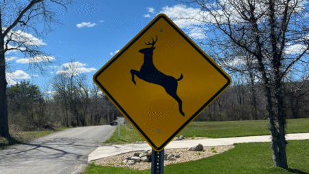 Insurance Tells Colorado Man To Hit Deer