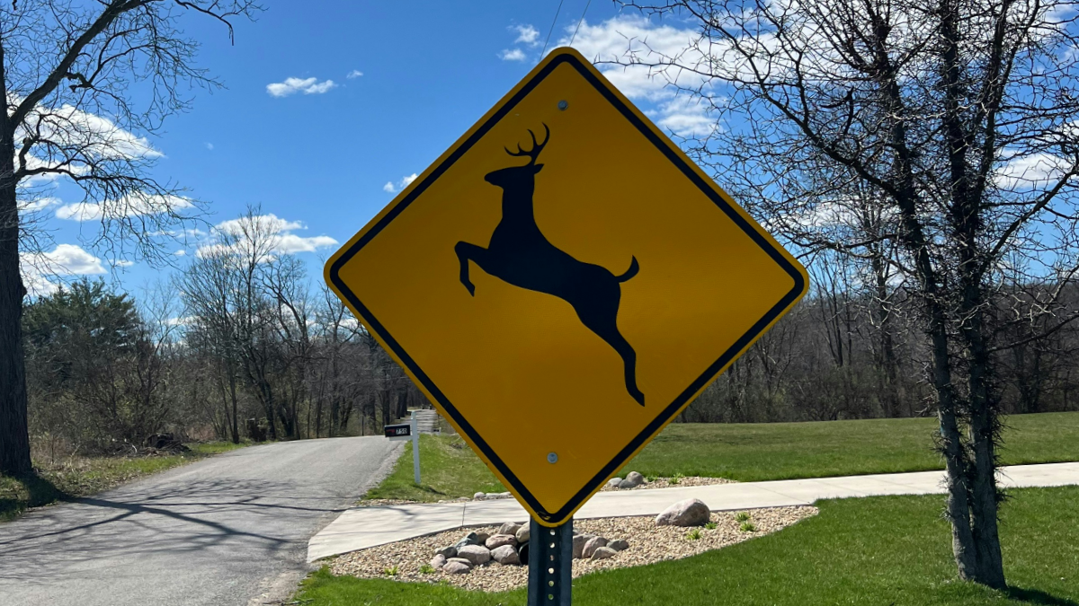 Car Insurance Tells Colorado Driver They ‘Should’ve Just Hit the Deer’ After Crashing New Corolla: ‘Apparently Deer Murder = Good’