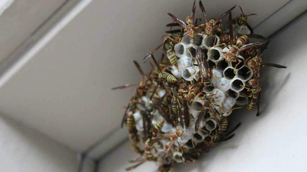 Michigan Boss Sprays Maintenance Worker’s Face With Wasp Spray as a Joke